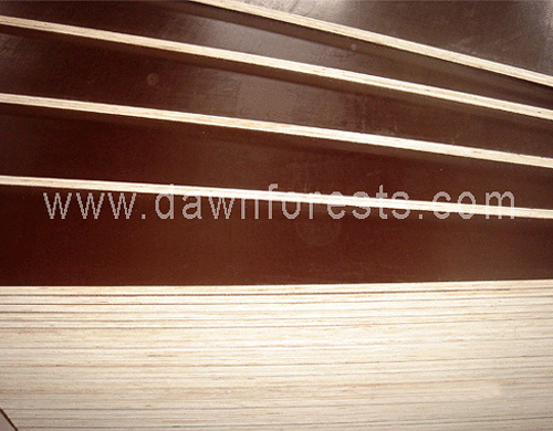 Construction Plywood